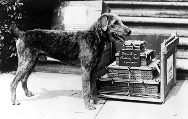 The 18 Cutest Presidential Dogs Of All-Time 