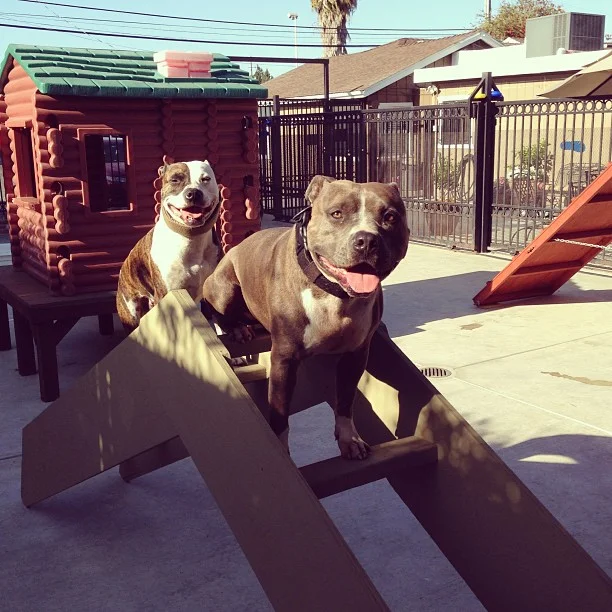 Intermediate Obedience & Agility - VIDEO