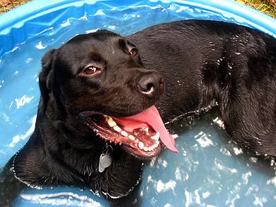 Hot Weather Tips For Your Dogs