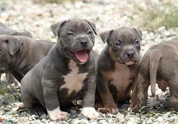 Caring for Your Puppy - Infographic