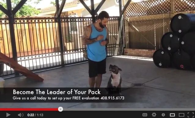 Intermediate Off-Leash Heeling Techniques w/Mike Jones & Bear - Video