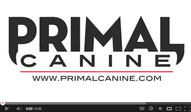 Daily Training: Mixing up the SIT command - VIDEO