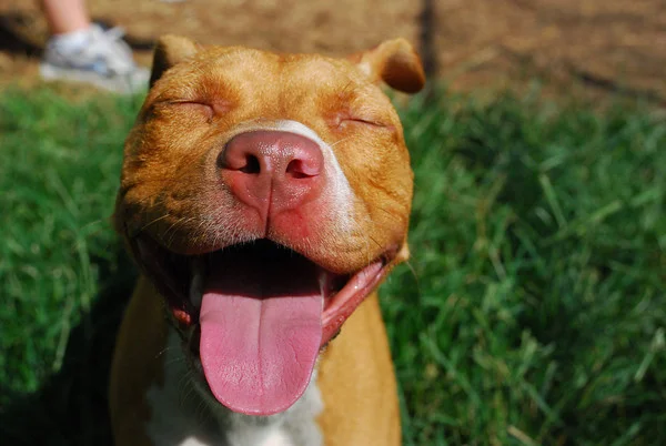 Your Dogs Body.. The Infographic!! 