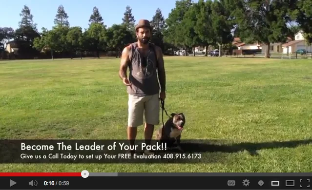 Daily Training: Stop Your Dog From Pulling On Leash - VIDEO