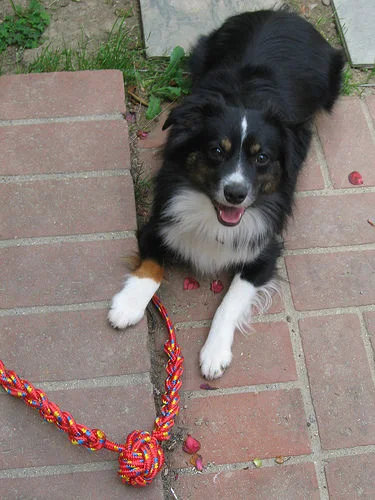 DIY Monkey Paw Dog Toy 