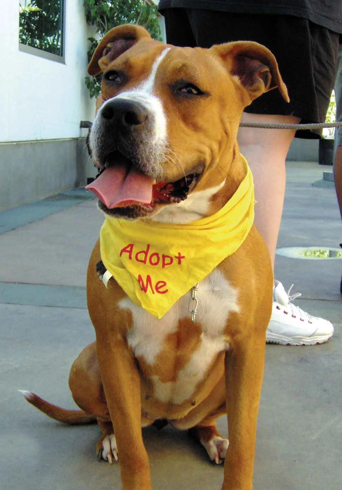 Save a Pet Save Your Life! [INFOGRAPHIC]