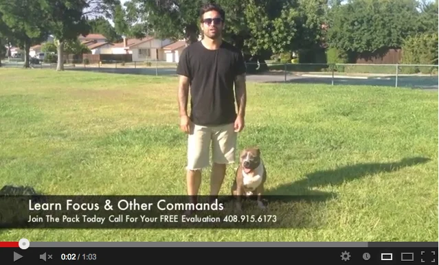 Daily Training: First Steps in Teaching Your Dog Focus -Video