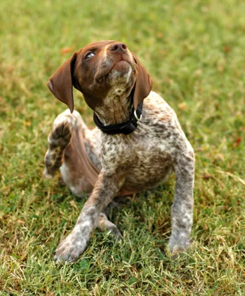 Save Your Pup From Allergies - Infographic