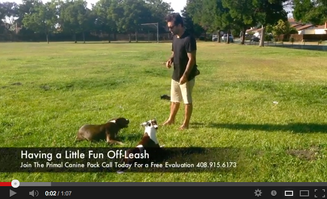 A Little Off Leash Fun w/Bear & Marilyn - Video