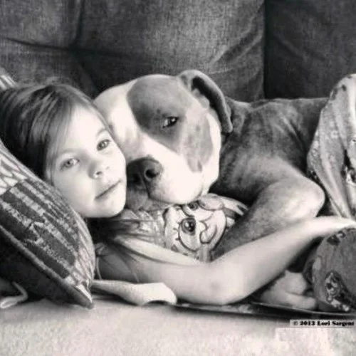 4 Myths About Owning A Pit Bull - Infographic