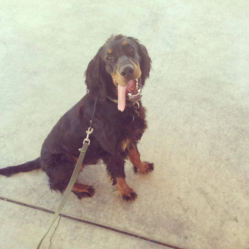 The 1st Step In Loose Leash Walking w/GoGo The Gundog - Video