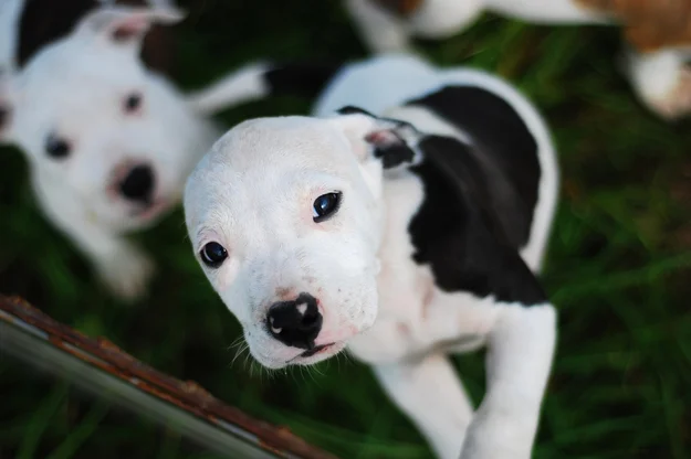 20 Most Adorable Pit Bull Puppy Pictures Ever