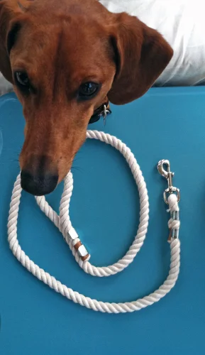 DIY Designer Rope Leash