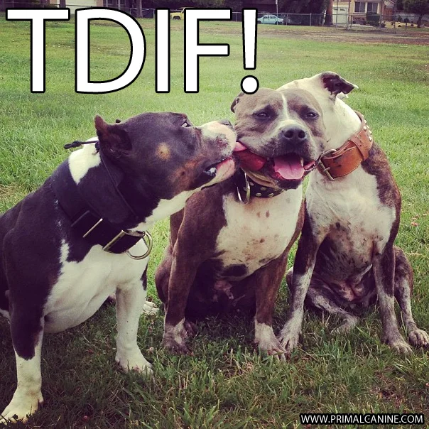 TDIF!