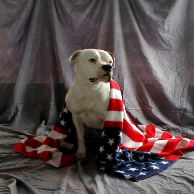 45 Animals That Are Pumped For The 4th Of July