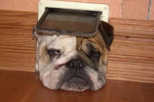 Pet Anxiety - Infographic