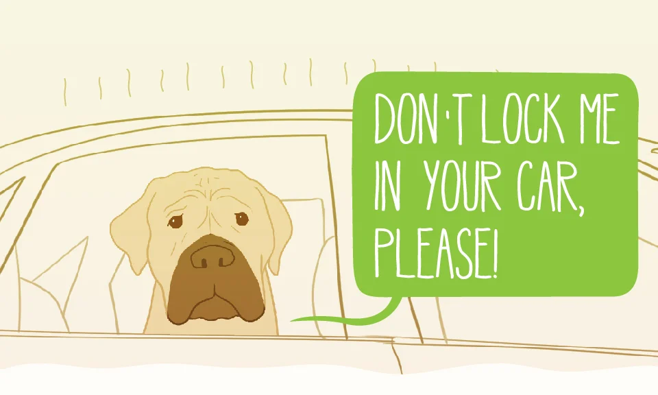 Caring For Your Pets in Warm Weather - Infographic