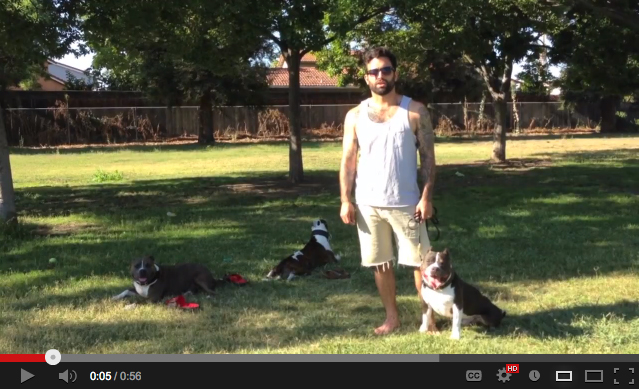 Daily Training Tips: Beginner Obedience Heel-to-Sit 