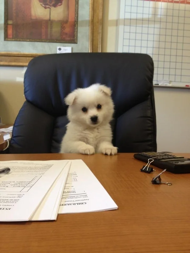 32 Dogs That Are Clearly up to no Good