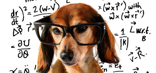 The Effects of Training on a Dogs Brain - Infographic