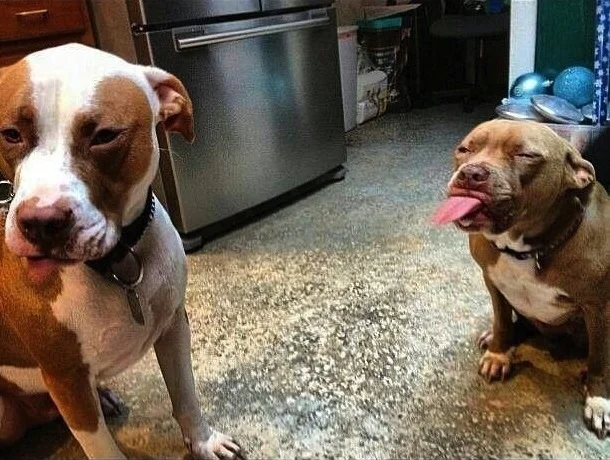 37 Pictures That Will Restore Your Faith in Pit Bulls 