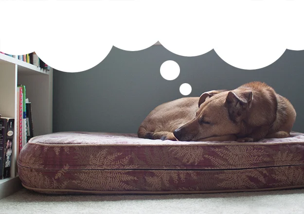 13 Things Our Dogs Probably Dream About