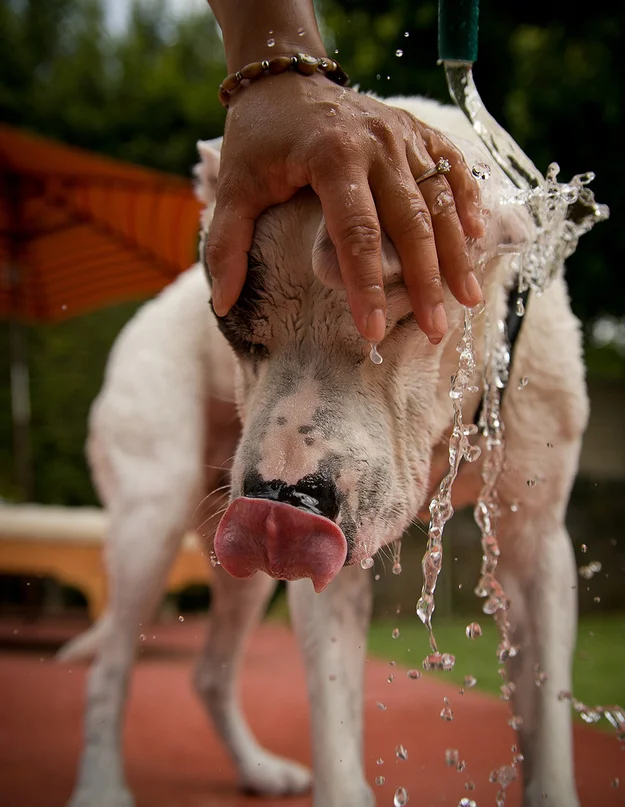 10 Easy Ways To Keep Your Dog Healthy And Happy