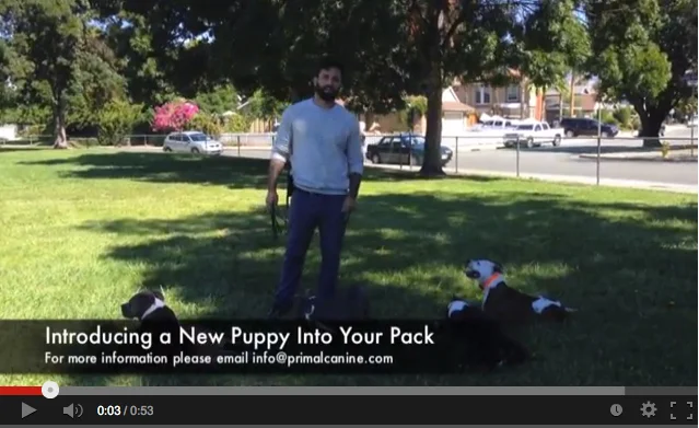 Introducing a New Puppy Into Your House 