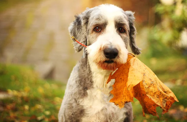 27 Dogs Freaking Out About Fall
