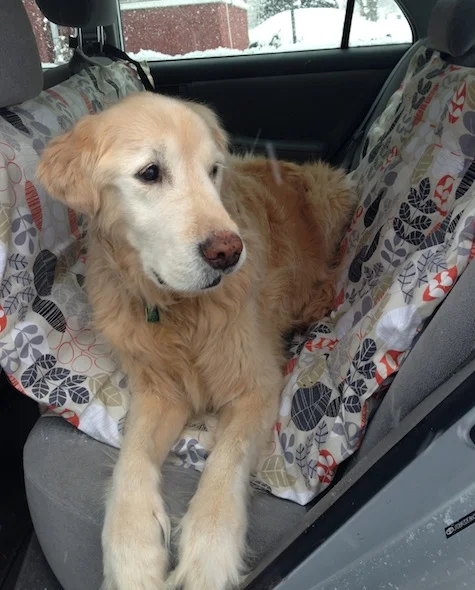 Practicing pet safety with a DIY car hammock