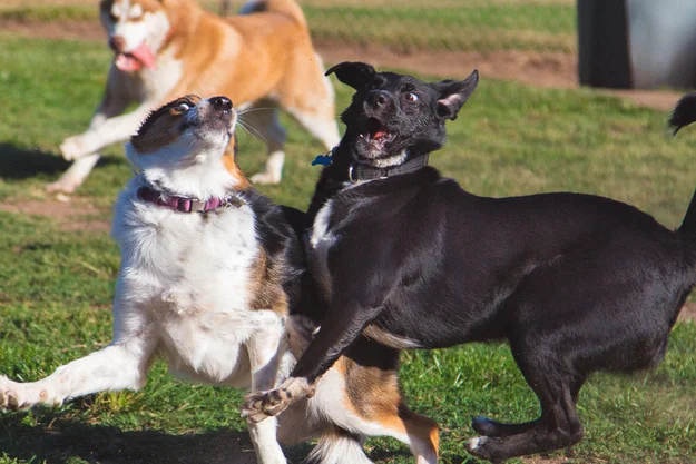 22 Dogs Who Completely Forgot How To Function