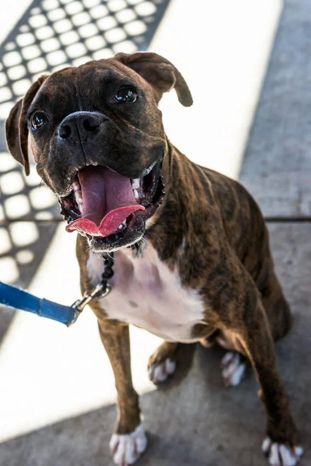 Do My Pets Really Need Vaccines?