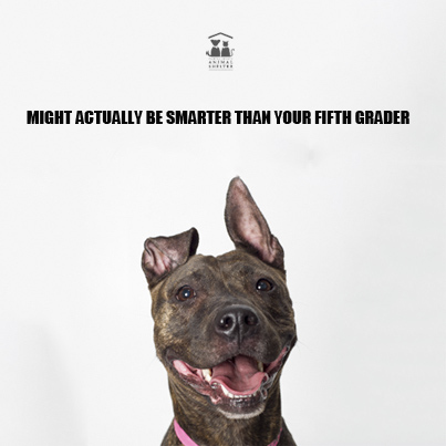 Shelter Pets Who Will Melt Your Heart