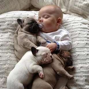 The 23 Most Adorable Puppies Of 2013