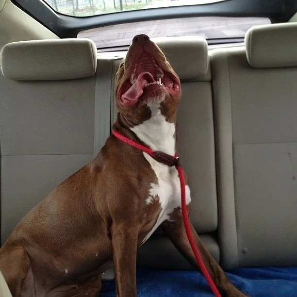 20 Ecstatic Shelter Dogs On Their Way Home For The First Time