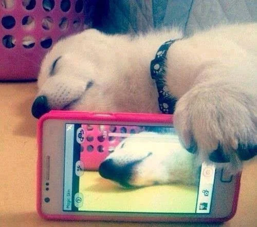 27 Dogs Who Woke Up Like This