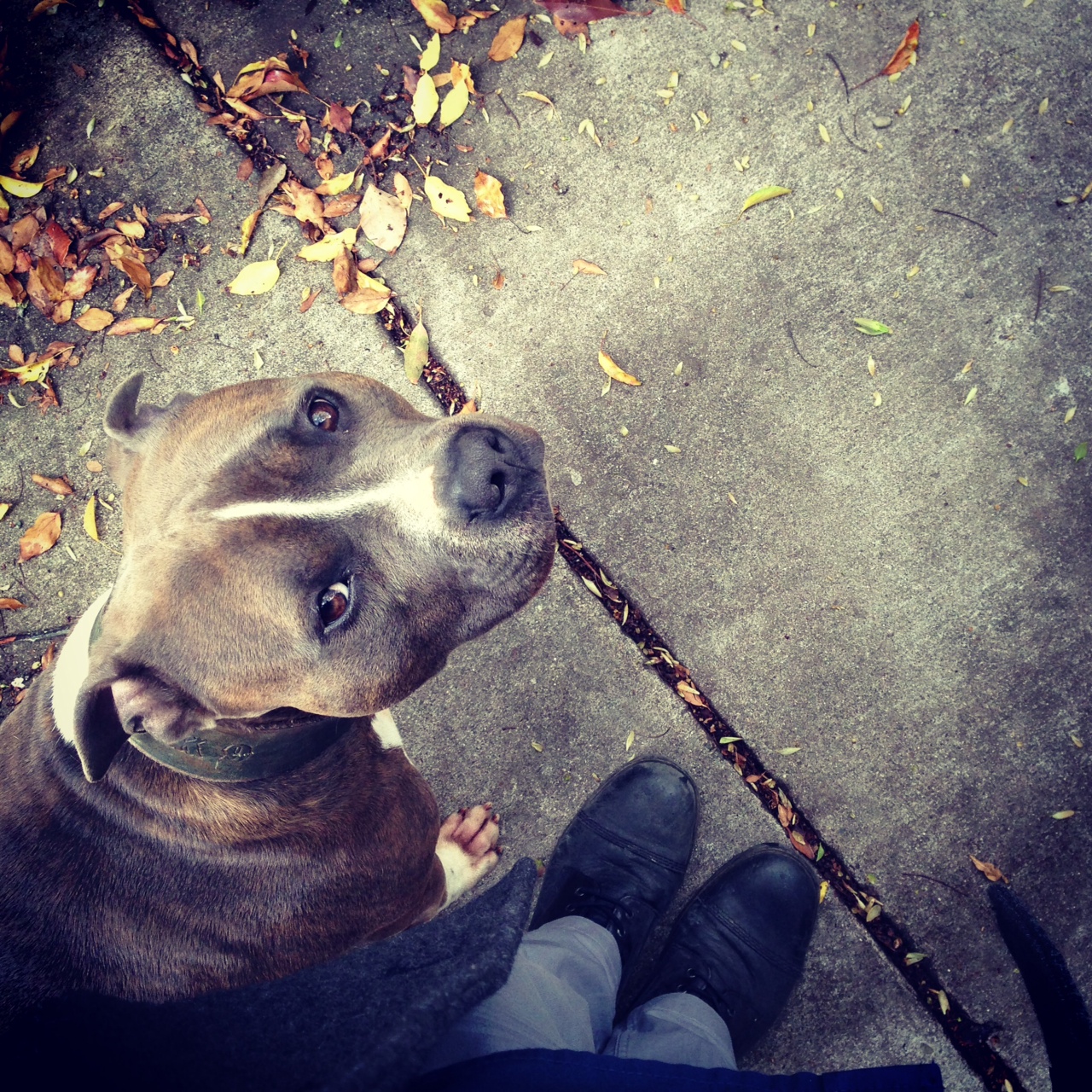 Pit Bulls Are Just About The Nicest Dogs There Are