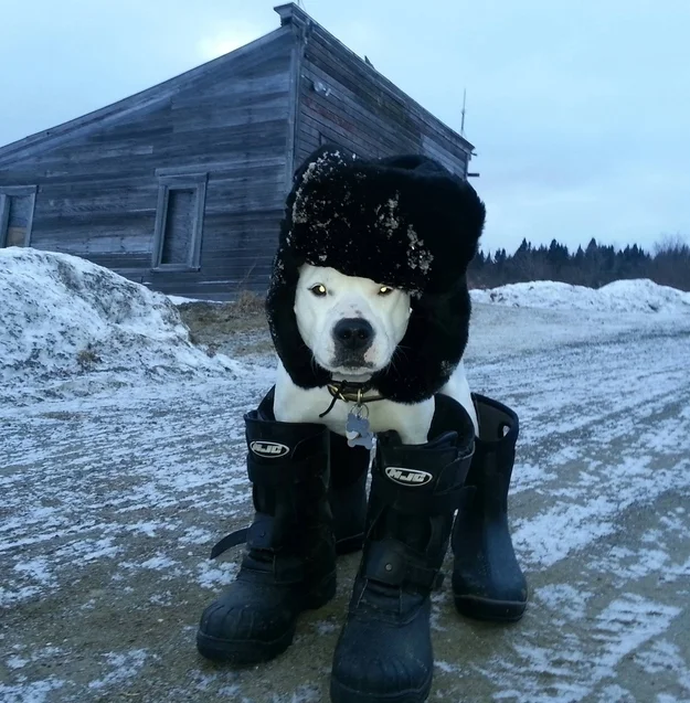 19 Pups Who Know How A Snow Day Is Done #snowday2014 #primalcanine