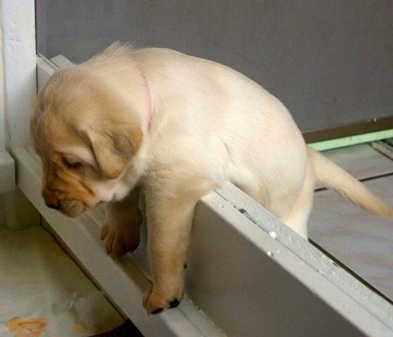 stuck puppy primal canine dog training