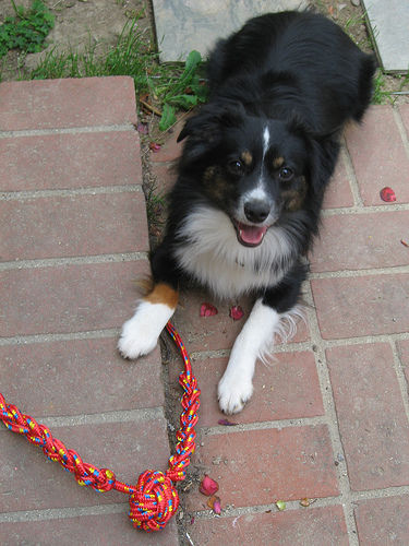DIY DOG TOYS PRIMAL CANINE SAN JOSE DOG TRAINERS
