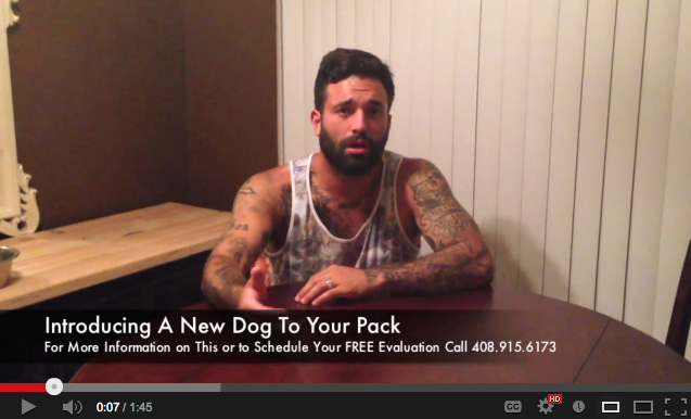 introducing a new dog primal canine dog training san jose