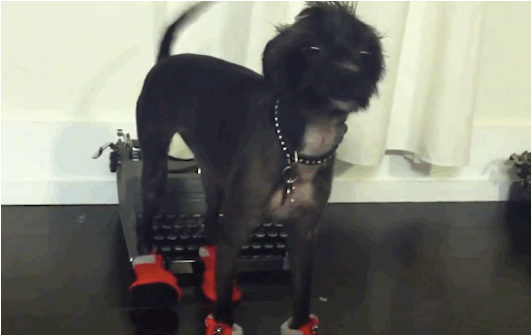 primal canine dog training dogs with shoes