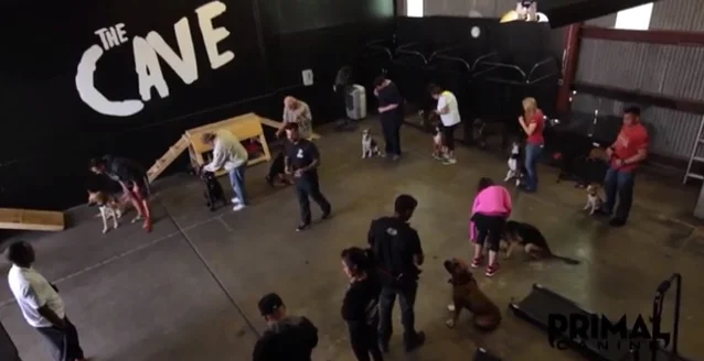 The Primal Canine Experience w/Head Trainer Mike Jones [VIDEO]