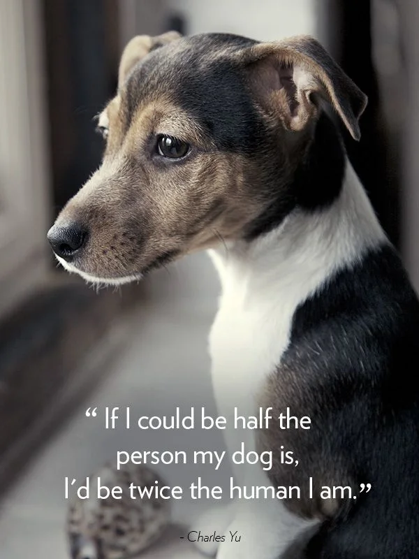 Doggie Quote