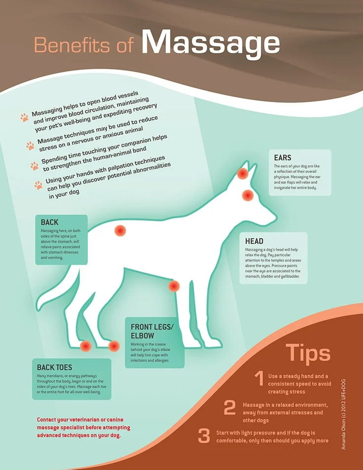 Benefits Of Massage For Your Dog