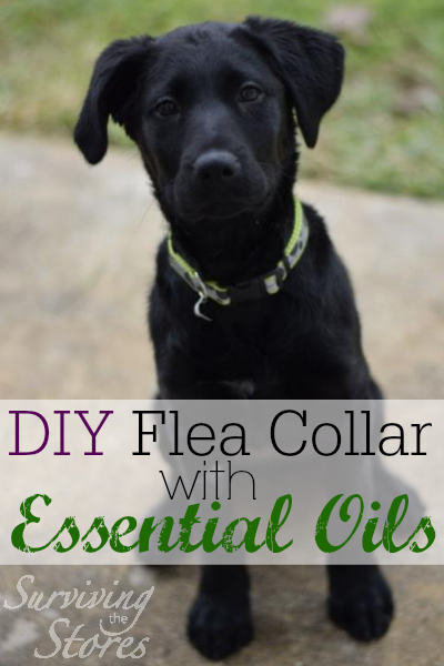DIY Flea Collar With Essential Oils Ingredients: 1/2 teaspoon Rubbing Alcohol 1 drop Cedarwood Essential Oil 1 drop Lavender Essential Oil 1 drop Citronella Essential Oil 1 drop Thyme Essential Oil 4 garlic oil capsules Directions: Get any collar that’s made of material (i.e. no chains) and soak it in the above mixture. Lay it out to dry. Once it’s dry, place it on your animal’s neck. Repeat process at least once per month. (Depending on where you live and how often your dog is in flea-infested environments.) You can also use essential oils in a spray bottle as a flea repellent! Just mix 1/2 cup of distilled water, a drop or two of Thieves soap or castille soap, and 8-16 drops (total) of your preferred essential oils that fleas hate. Here’s a list of flea-repelling oils: Eucalyptus radiata, Melaleuca alternifolia (Tea Tree), Lemongrass, Pine, Cedarwood, Peppermint, Lemon, Lavender, Orange, Melrose, Palo Santo, Thyme, and Citronella. If you’re new to essential oils, what might be best is to start off with the Purification essential oil blend that’s in the Premium Essential Oils Starter Kit. Purification contains citronella, lemongrass, rosemary, Melaleuca alternifolia, lavender, and myrtle so there are several of the flea-repelling oils in there.
