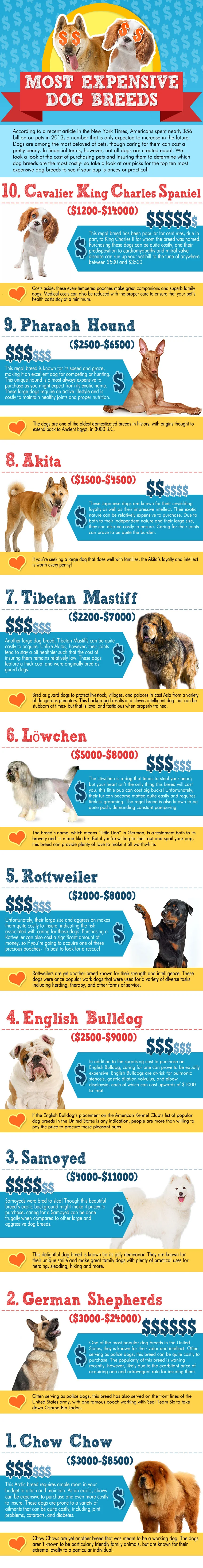 Most Expensive Dog Breeds Infographic
