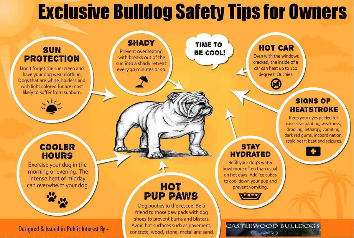 Exclusive Bulldog Safety Tips 