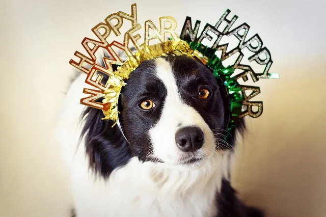 10 New Year Resolutions for Your Dog