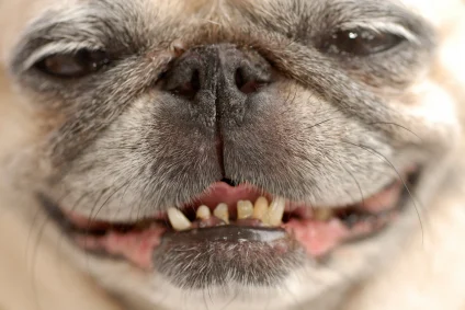 12 Crucial Facts About Your Canine's Canines 